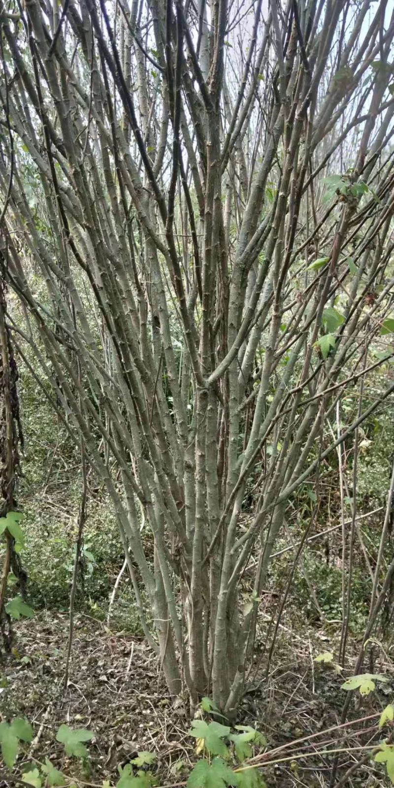 丛生木槿，规格齐全，适应公园绿化，小区绿化，