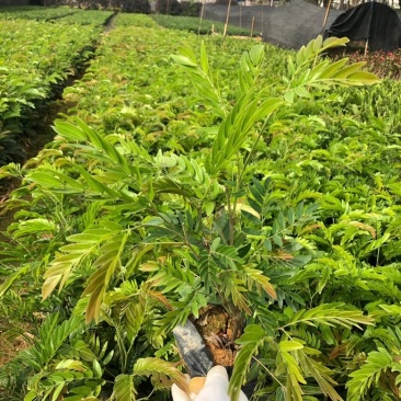 汇聚轩园林供应大小杯精品红绒球，，福建漳州基地