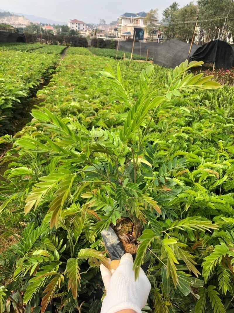 汇聚轩园林供应大小杯精品红绒球，，福建漳州基地