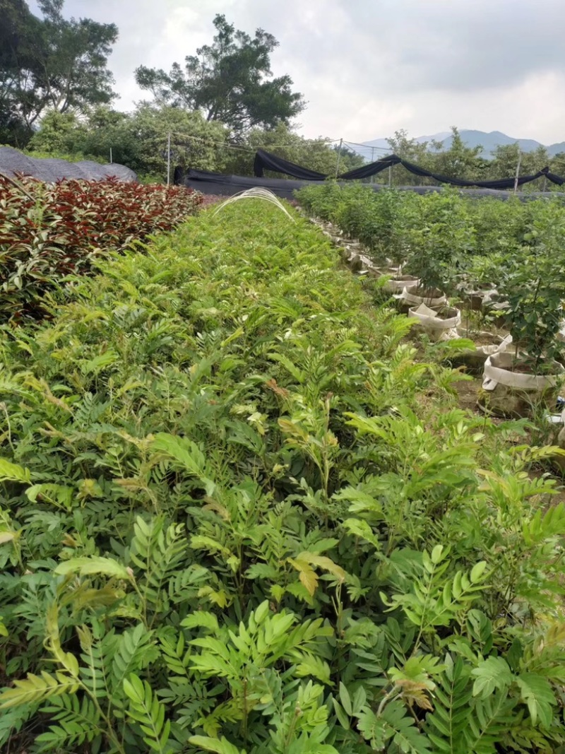 汇聚轩园林供应大小杯精品红绒球，，福建漳州基地