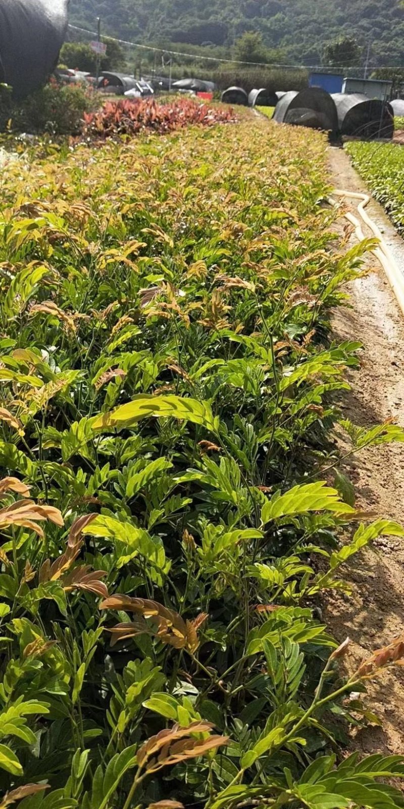 汇聚轩园林供应大小杯精品红绒球，，福建漳州基地