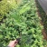 汇聚轩园林供应大小杯精品红绒球，，福建漳州基地
