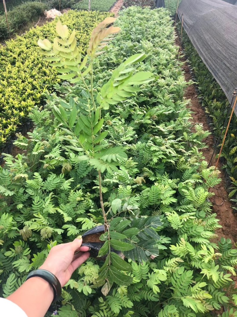 汇聚轩园林供应大小杯精品红绒球，，福建漳州基地