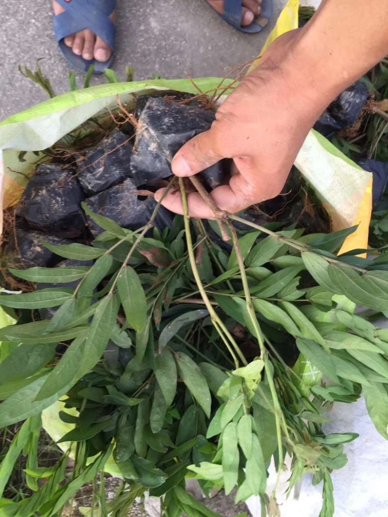 汇聚轩园林供应大小杯精品红绒球，，福建漳州基地