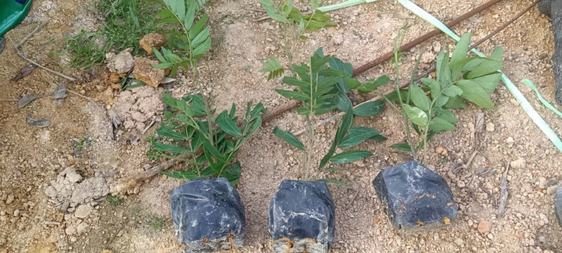 汇聚轩园林供应大小杯精品红绒球，，福建漳州基地