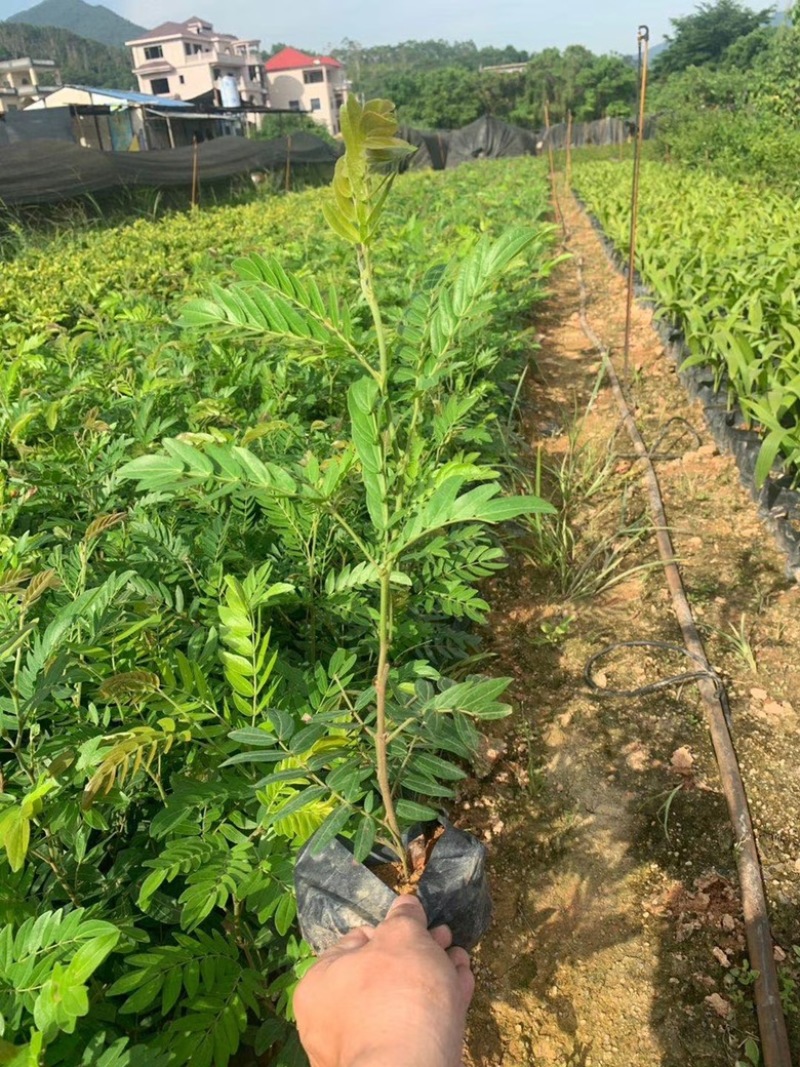 汇聚轩园林供应大小杯精品红绒球，，福建漳州基地