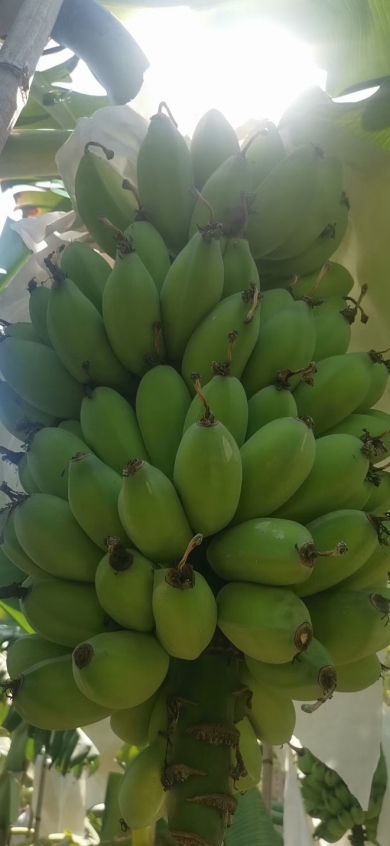 苹果蕉