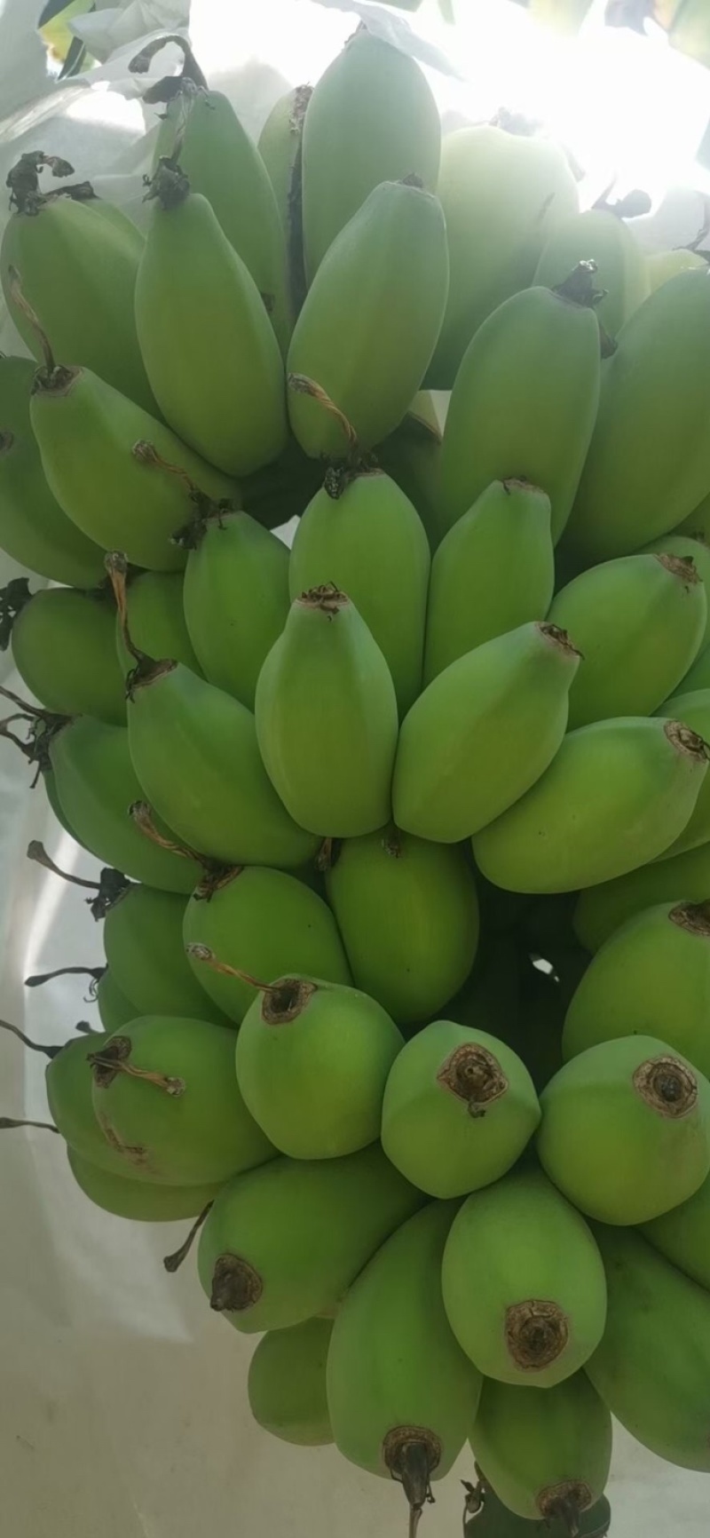 苹果蕉
