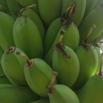 苹果蕉