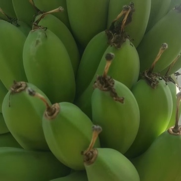 苹果蕉