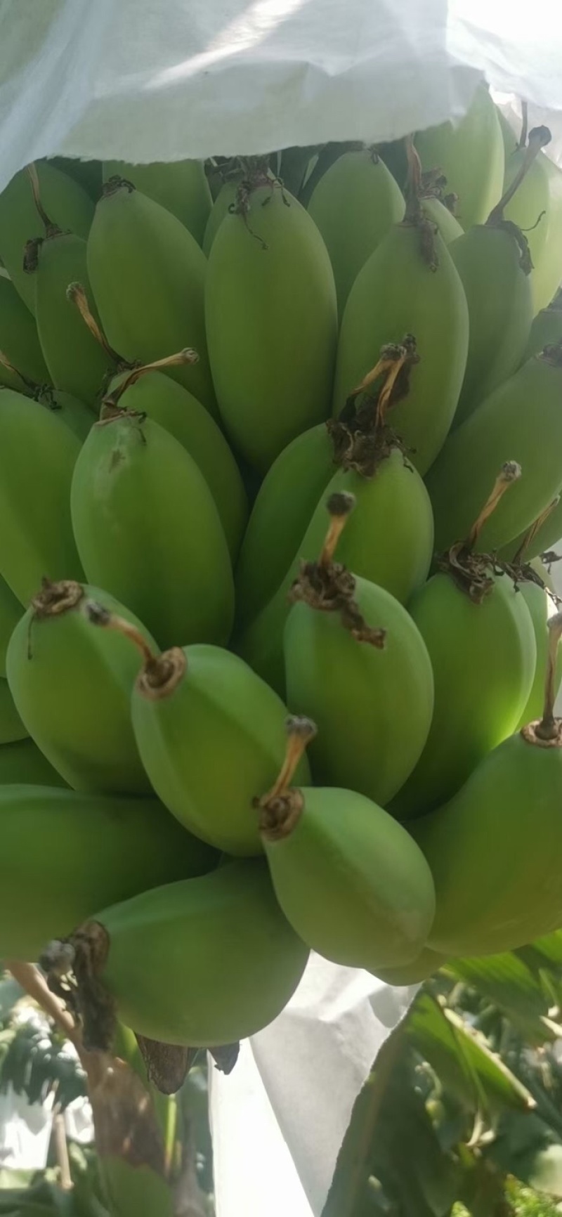 苹果蕉