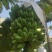 苹果蕉