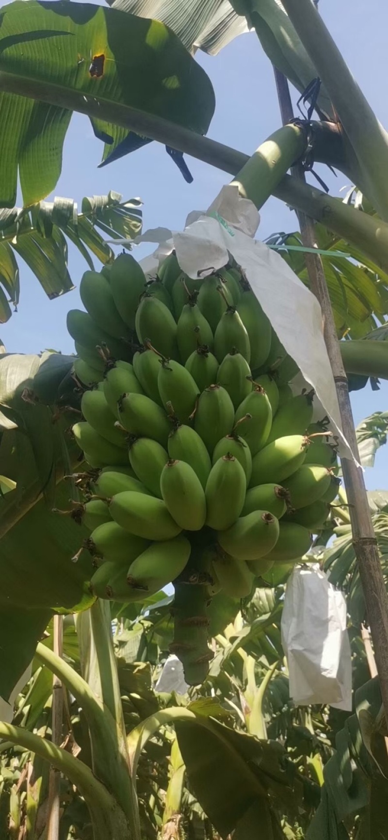 苹果蕉