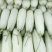 【推荐】河北甜瓜博洋9号～品种齐全，可代收，全国接单