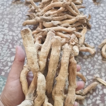 优质湖南邵东玉竹条无硫货干量大从优产地直销规格齐全