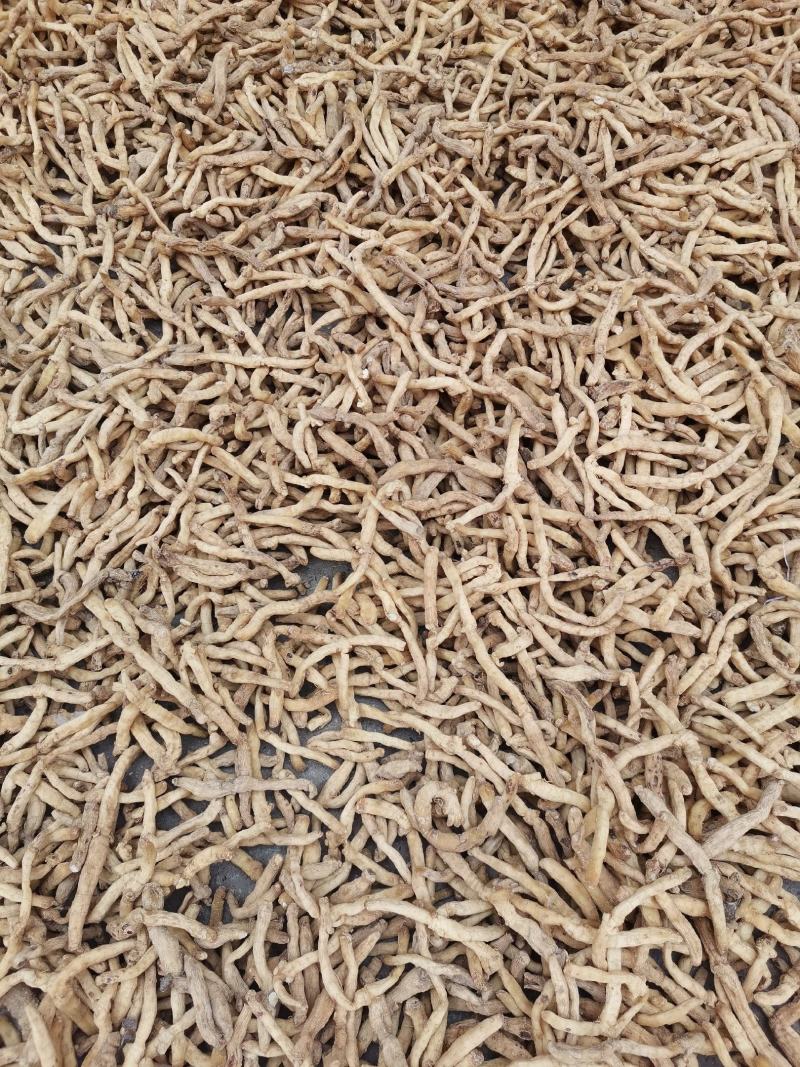 优质湖南邵东玉竹条无硫货干量大从优产地直销规格齐全