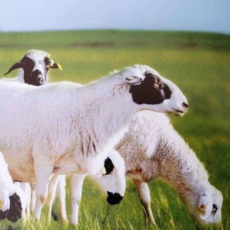 肋羊肉串，选自内蒙古草原羔羊，肉香无膻味，牧场直供