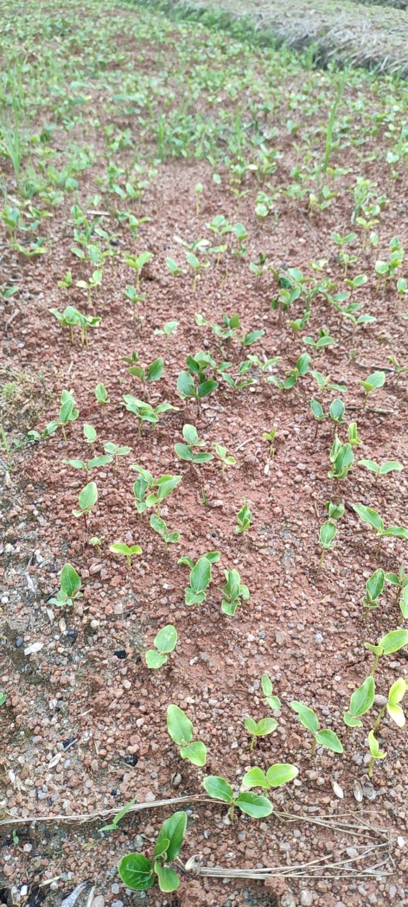 供应一年生杜英芽苗，籽播芽苗