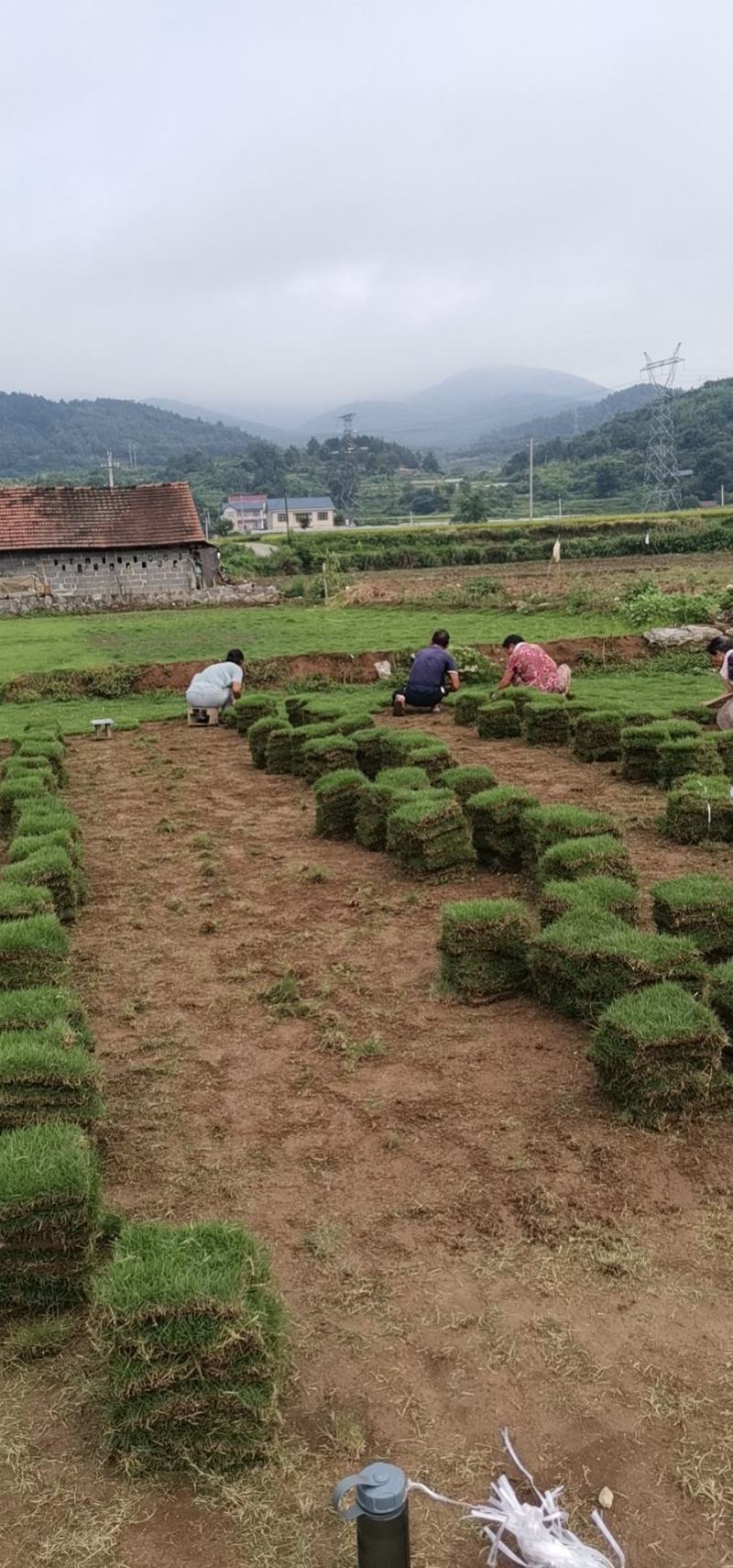 马尼拉草皮