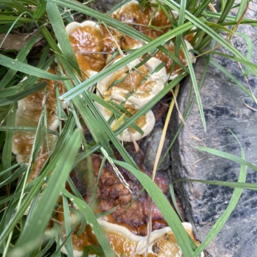 自己生长的灵芝。欢迎来打扰。。。。。。。。