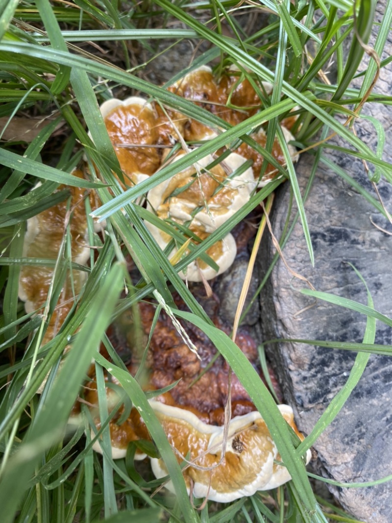 自己生长的灵芝。欢迎来打扰。。。。。。。。
