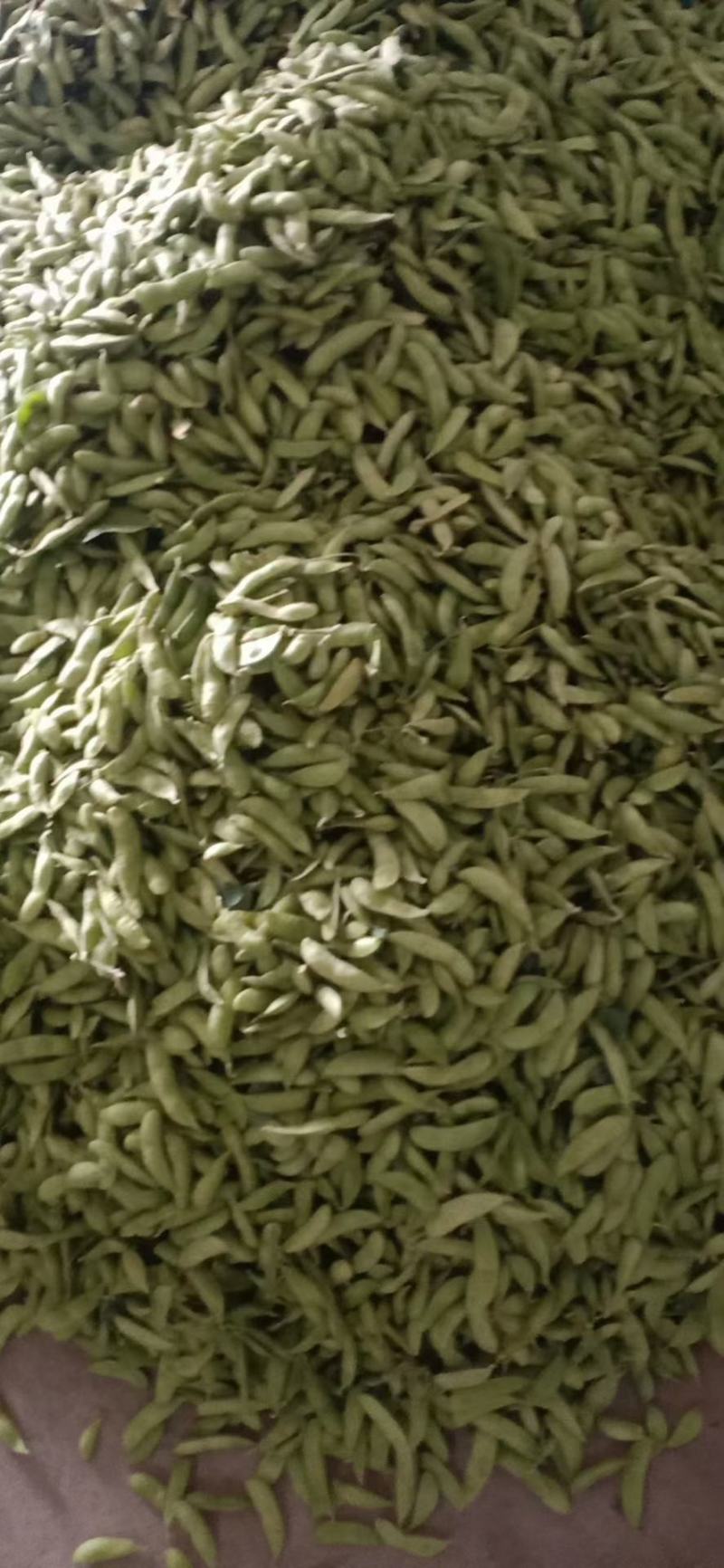 安徽翠绿宝毛豆大量上市，产地直供，诚信经营，