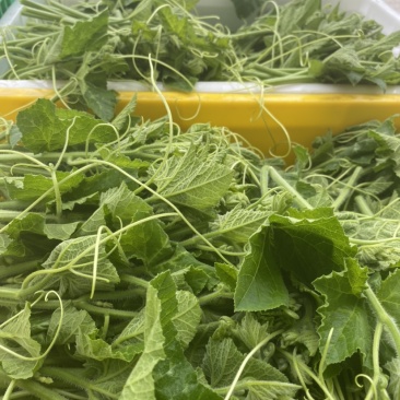 一级南瓜苗，特色蔬菜