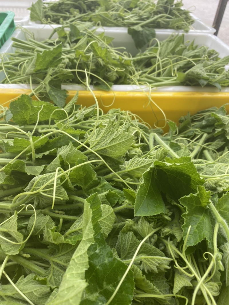 一级南瓜苗，特色蔬菜