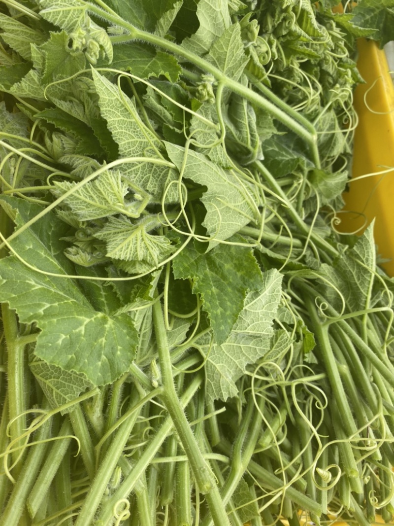 一级南瓜苗，特色蔬菜