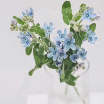 蓝星花日本蓝星花蓝色蓝星花穴盘苗