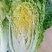 娃娃菜大娃娃菜小娃娃菜供应中欢迎订购支持发货