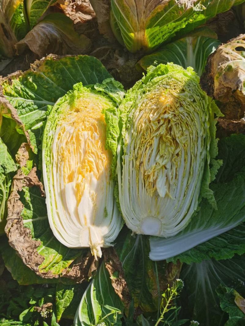 娃娃菜大娃娃菜小娃娃菜供应中欢迎订购支持发货