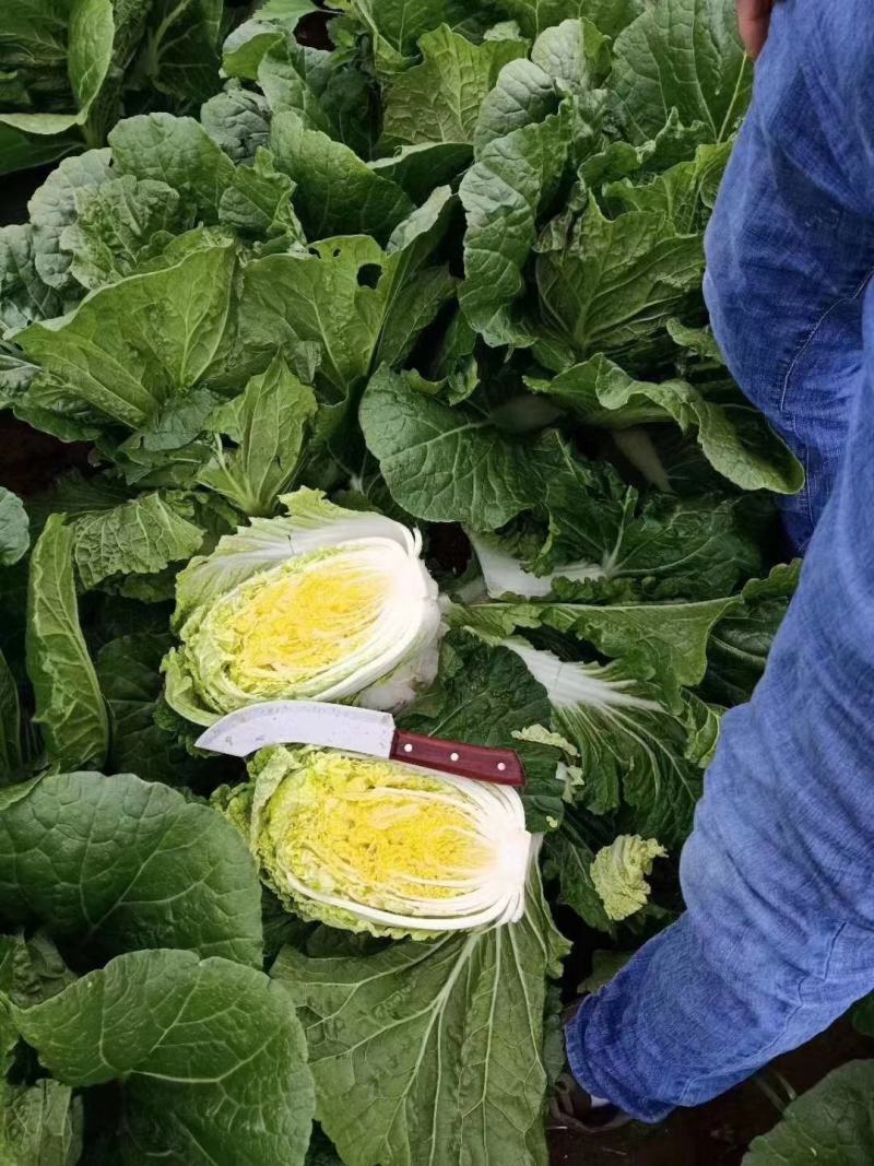 娃娃菜大娃娃菜小娃娃菜供应中欢迎订购支持发货