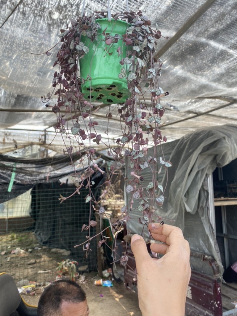 爱之蔓，垂吊花卉爱之蔓，爱之蔓基地，爱之蔓吊兰
