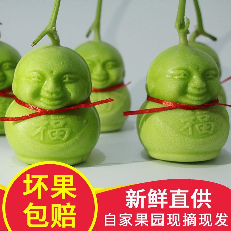 【产地直】人参果水果人形福娃甜瓜娃娃贡果礼品多规格包邮