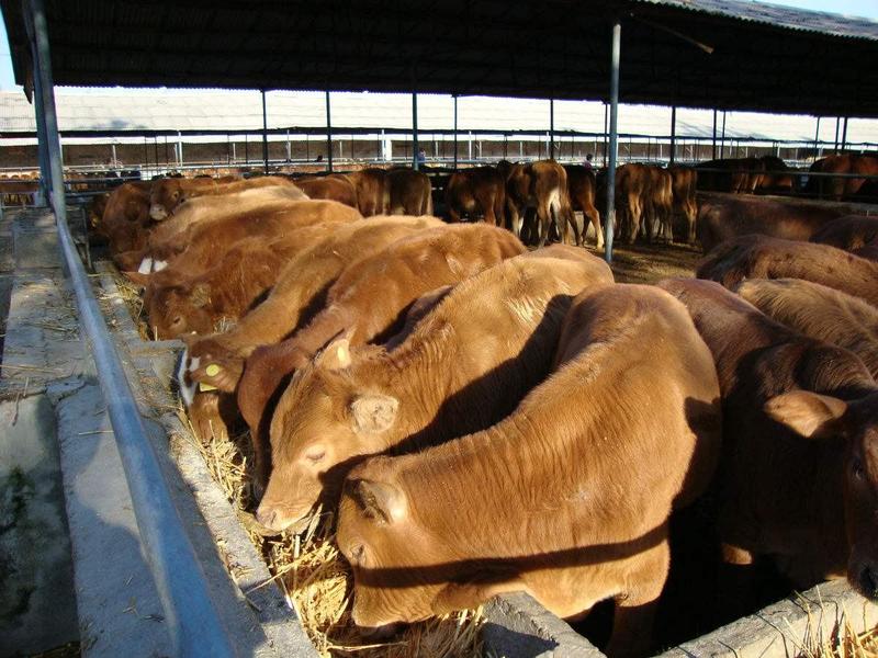 鲁西黄牛活苗活牛小牛犊包成活包运输包回收提供技术支持