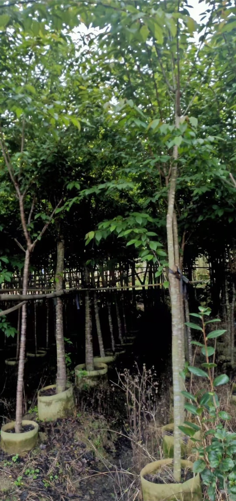 樱花福建山樱花牡丹樱八重樱香水樱红粉佳人