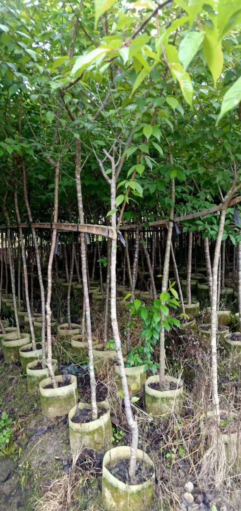 樱花福建山樱花牡丹樱八重樱香水樱红粉佳人