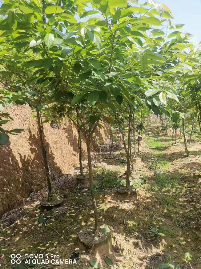 樱花福建山樱花牡丹樱八重樱香水樱红粉佳人