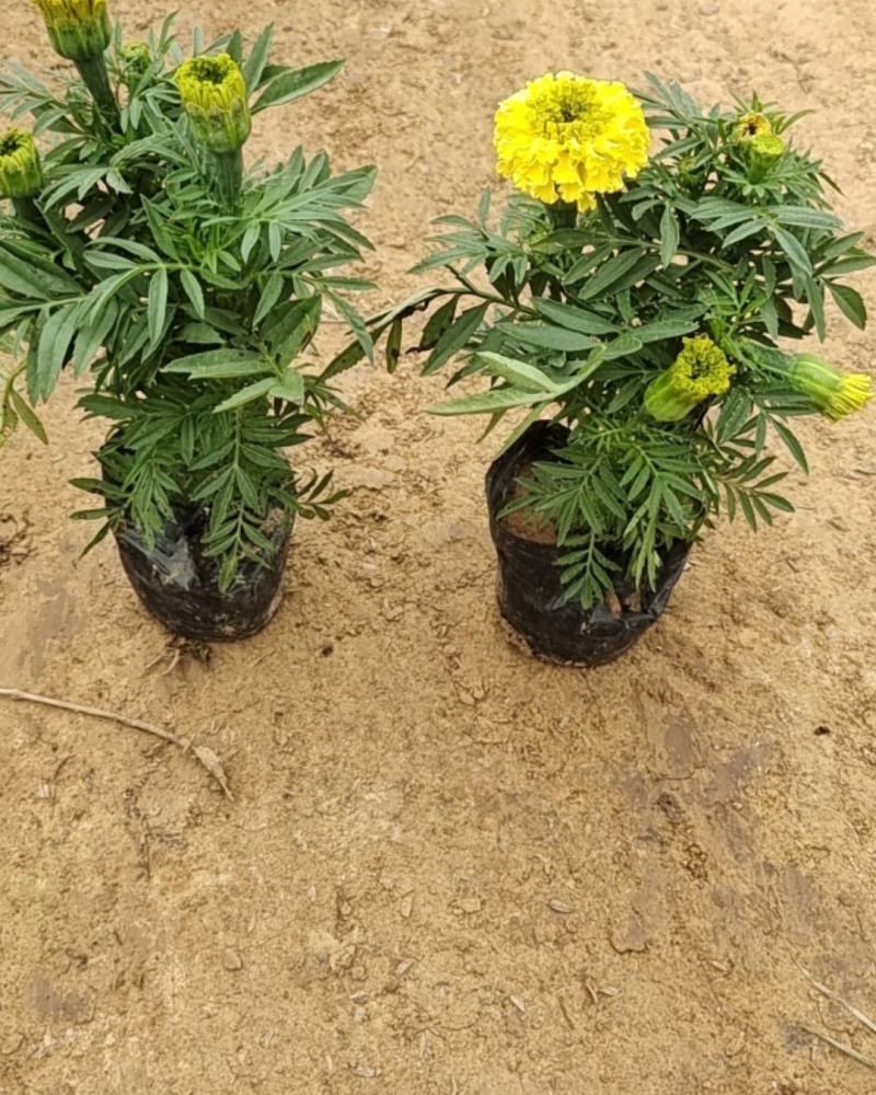 万寿菊万寿菊基地花大有香味持续时间长诚信经营