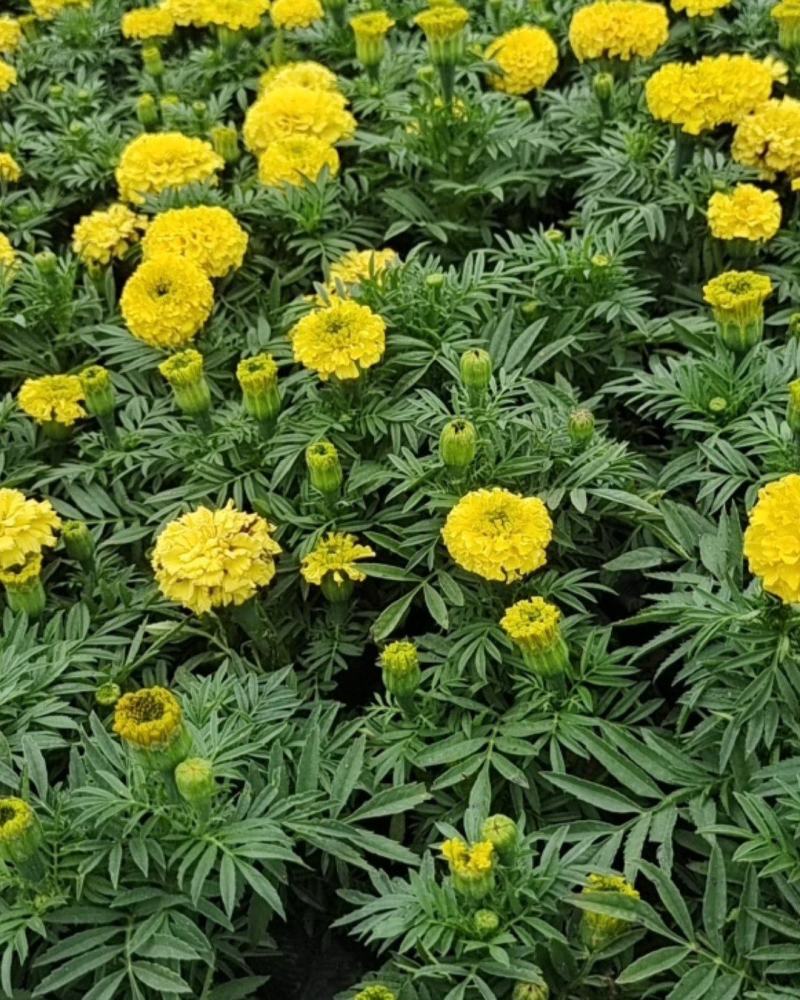 万寿菊万寿菊基地花大有香味持续时间长诚信经营
