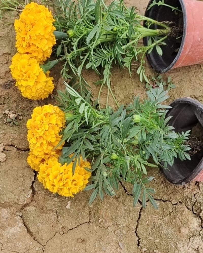 万寿菊万寿菊基地花大有香味持续时间长诚信经营