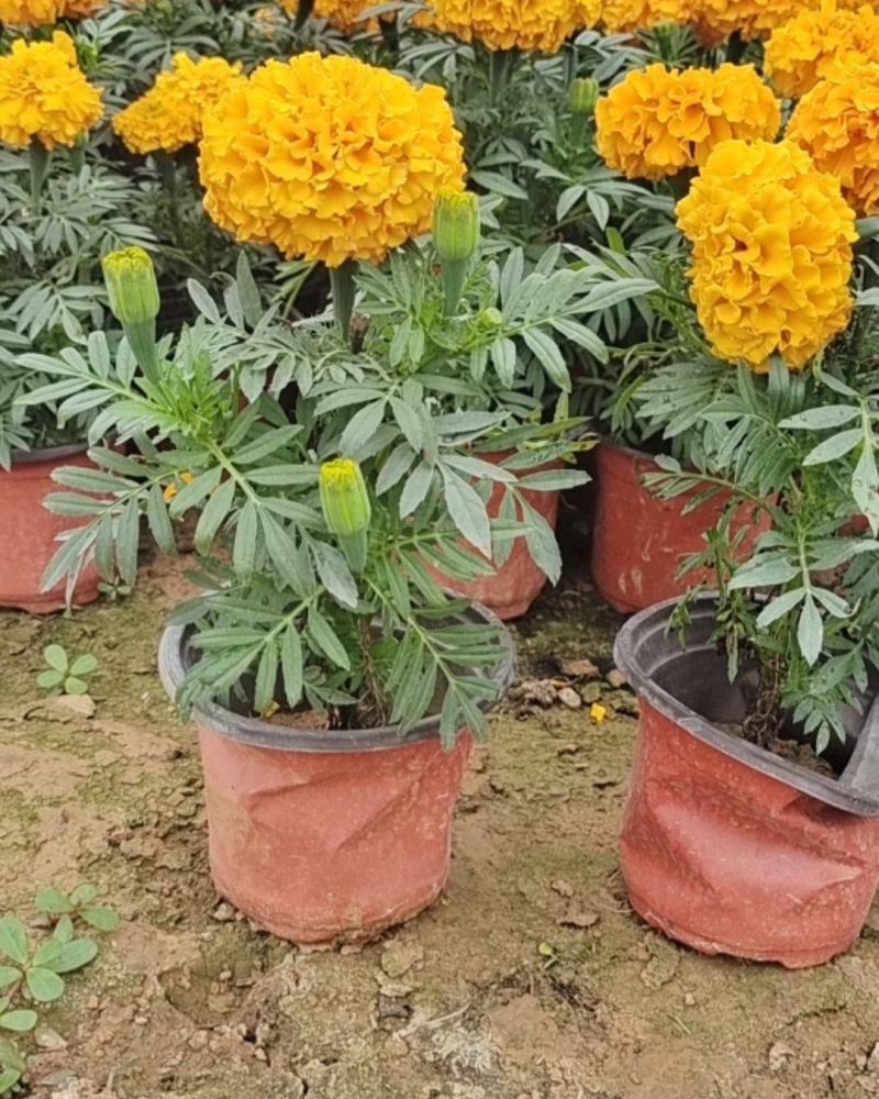 万寿菊万寿菊基地花大有香味持续时间长诚信经营