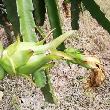 红心火龙果