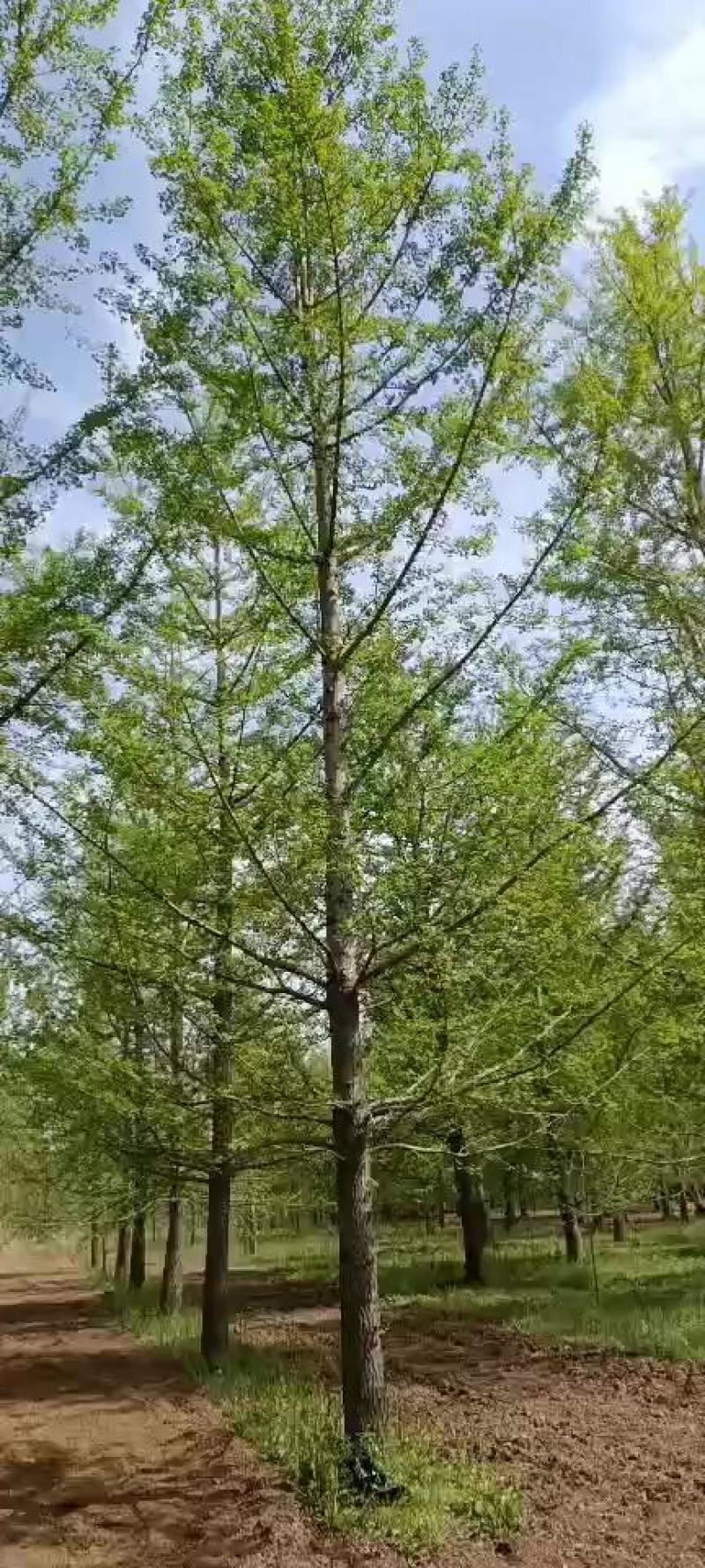 绿化苗木