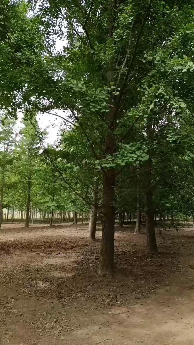 绿化苗木