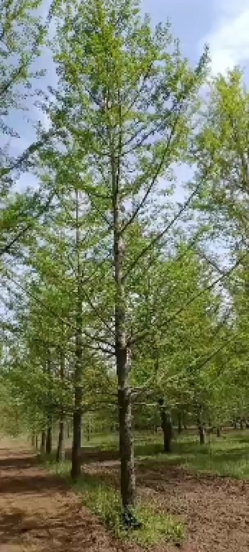 绿化苗木