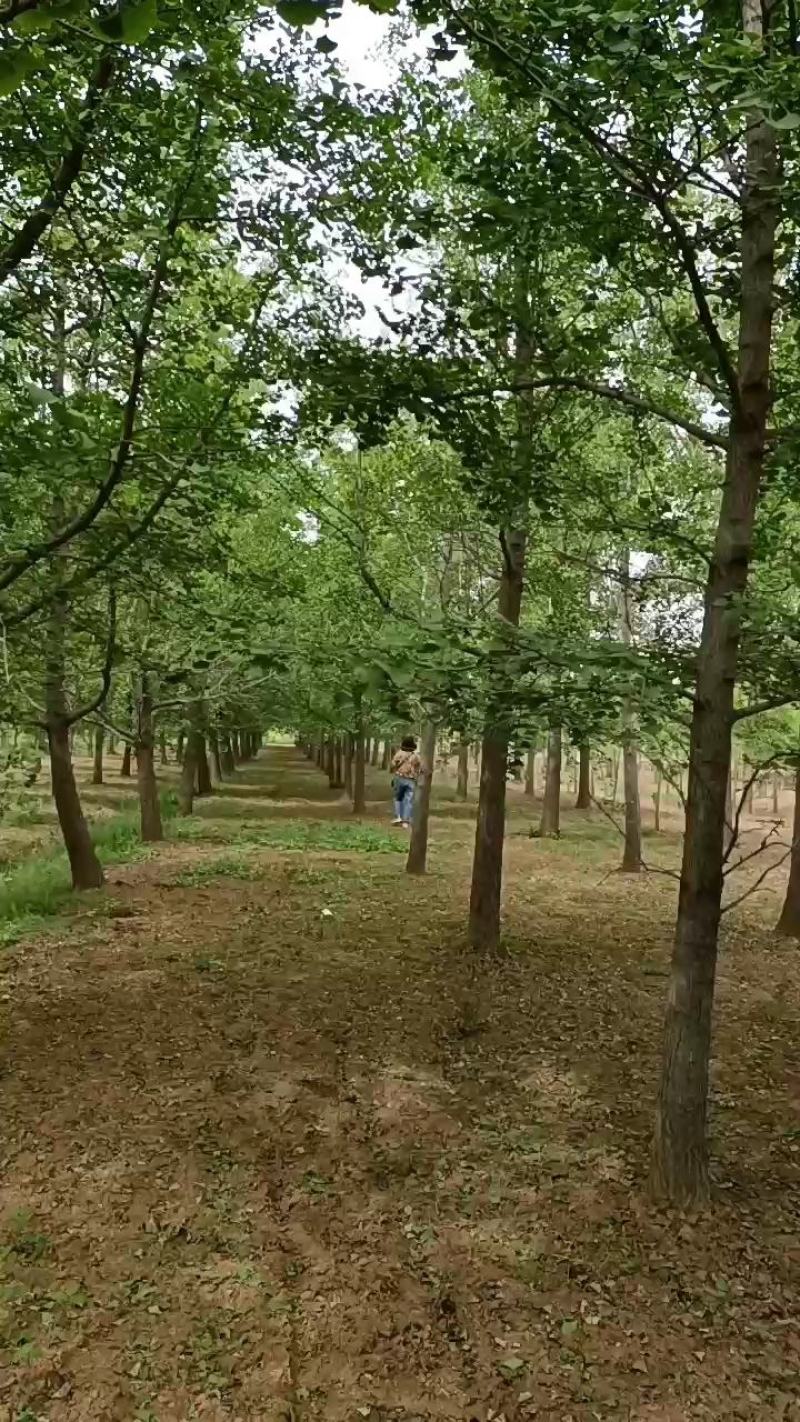 绿化苗木