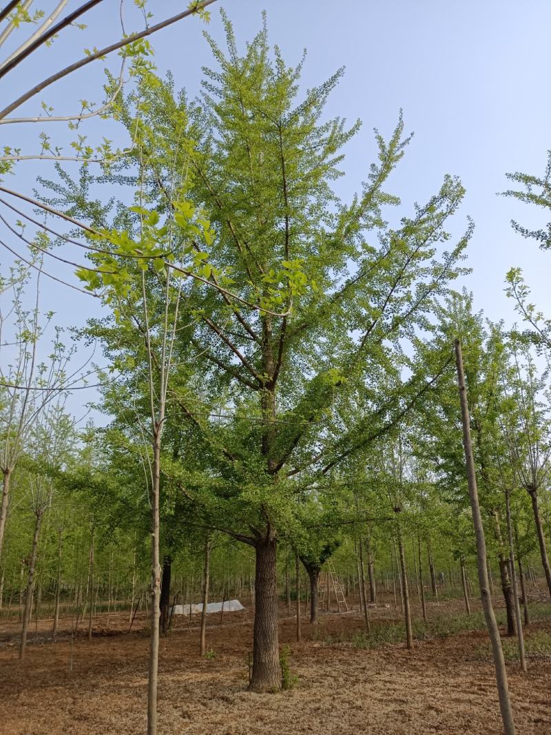 绿化苗木