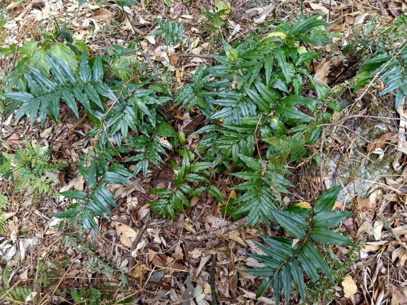 高海拔多年黄金竹根七鲜货，货源紧缺量不多需要的预定。